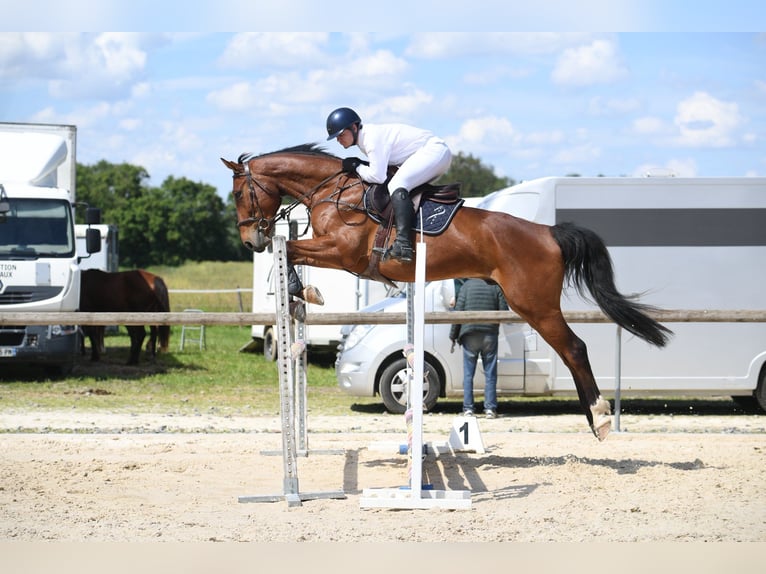 Selle Français Ruin 7 Jaar 172 cm Bruin in sandrans