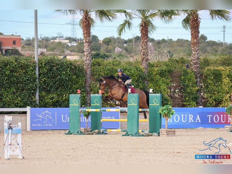Selle Français Ruin 7 Jaar 178 cm Bruin in Cenes De La Vega