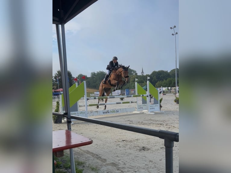 Selle Français Ruin 7 Jaar 178 cm Bruin in Ermsdorf