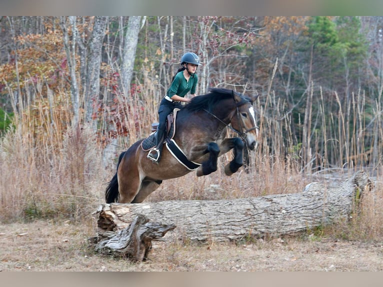 Selle Français Mix Ruin 7 Jaar Buckskin in Clover