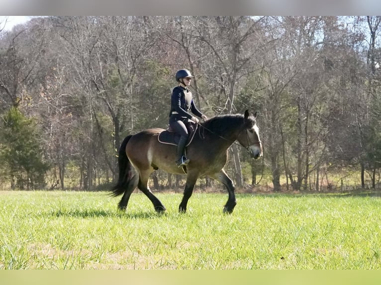 Selle Français Mix Ruin 7 Jaar Buckskin in Clover