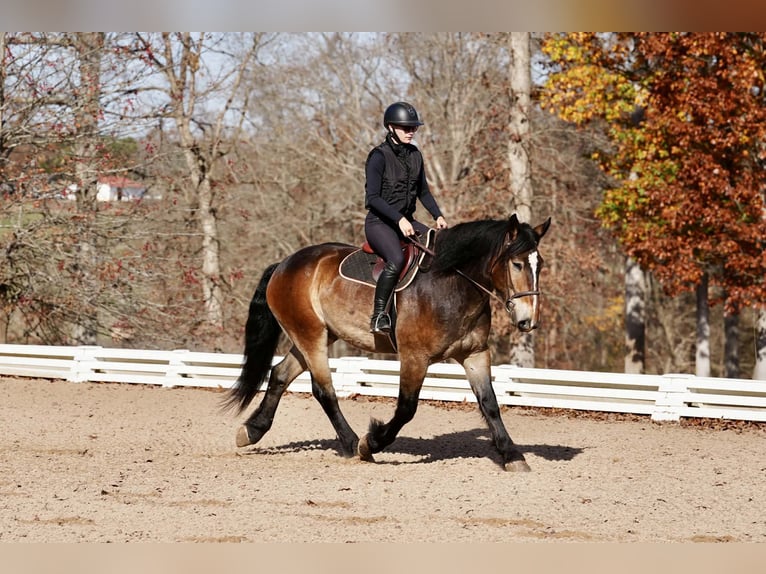 Selle Français Mix Ruin 7 Jaar Buckskin in Clover