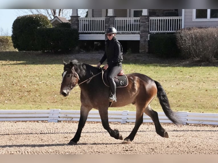 Selle Français Mix Ruin 7 Jaar Buckskin in Clover