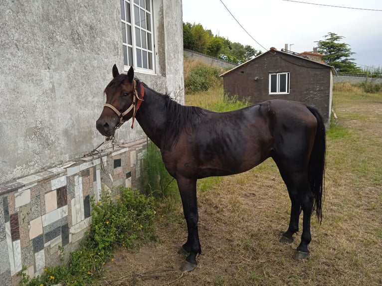Selle Français Ruin 8 Jaar 158 cm Zwartbruin in Barcelona