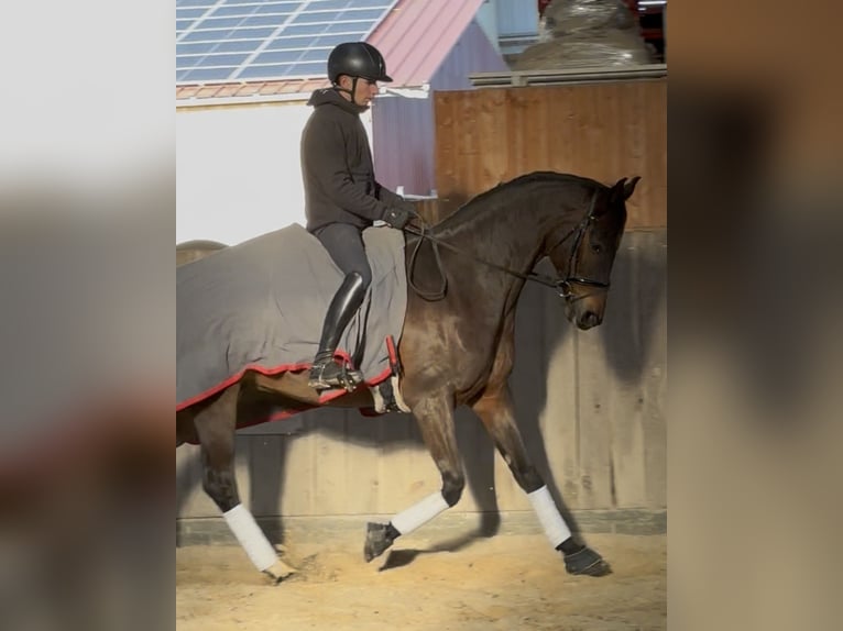 Selle Français Ruin 8 Jaar 163 cm Donkerbruin in Courtenay