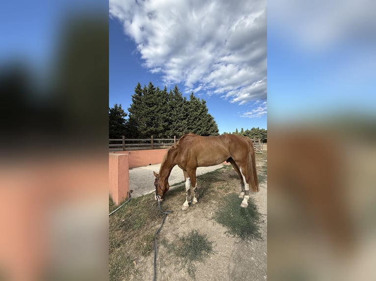 Selle Français Mix Ruin 8 Jaar 164 cm Vos in Elne