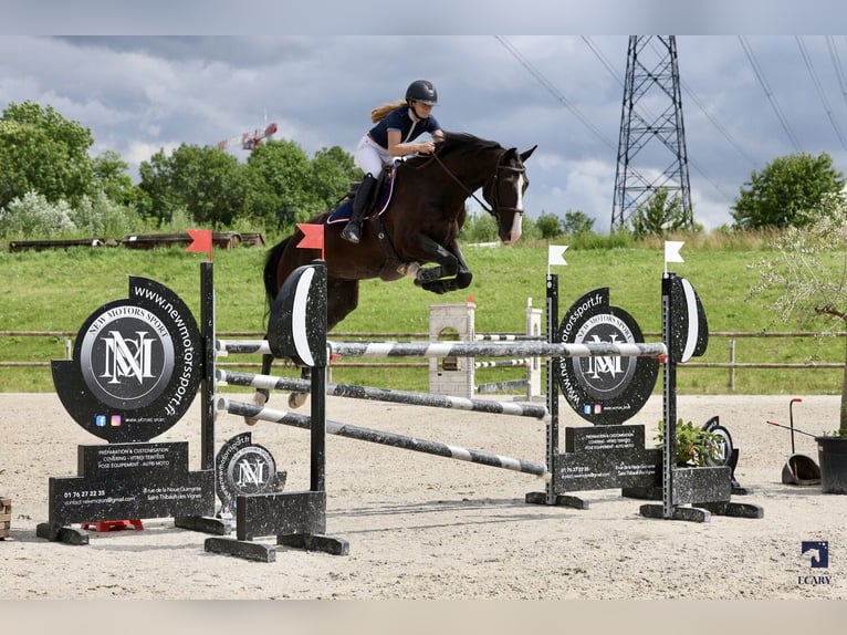 Selle Français Ruin 8 Jaar 168 cm Zwart in Senlis