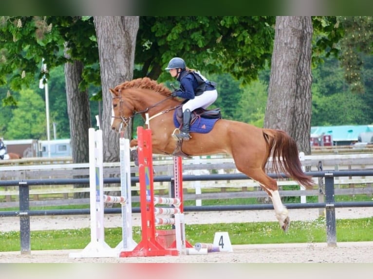 Selle Français Ruin 8 Jaar 169 cm Vos in ILE DE FRANCE