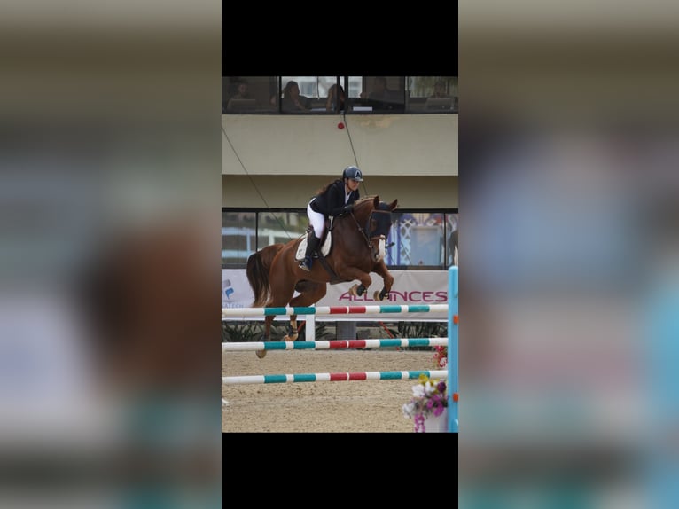 Selle Français Ruin 8 Jaar 175 cm Donkere-vos in Morocco, Tanger city