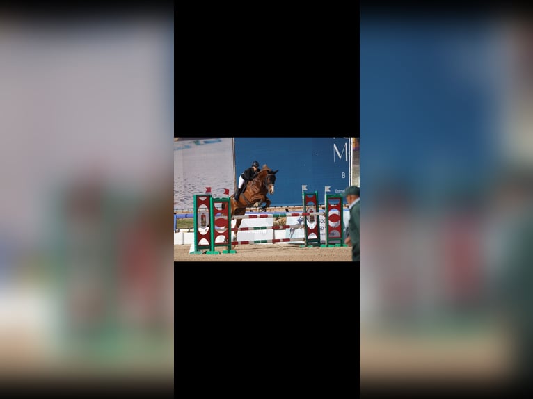 Selle Français Ruin 8 Jaar 175 cm Donkere-vos in Morocco, Tanger city