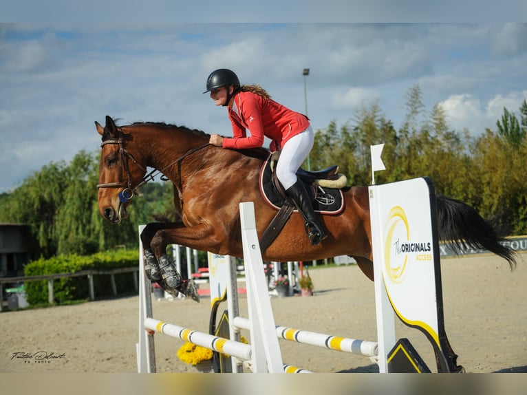 Selle Français Ruin 8 Jaar 178 cm Bruin in Gaillac Selle Français Ruin 8 Jaar 178 cm Bruin in Gaillac