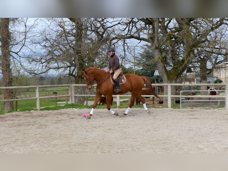 Selle Français Ruin 8 Jaar Vos in Vaudreuille