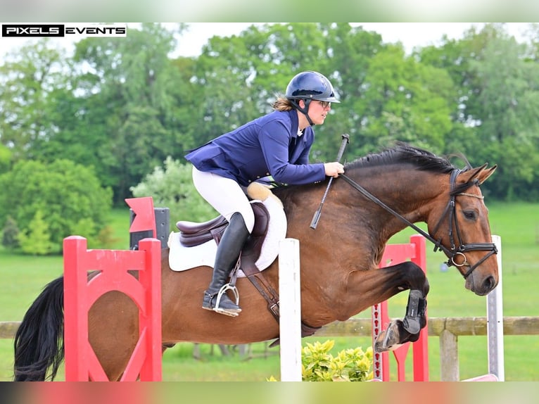 Selle Français Ruin 9 Jaar 164 cm Bruin in Argentan