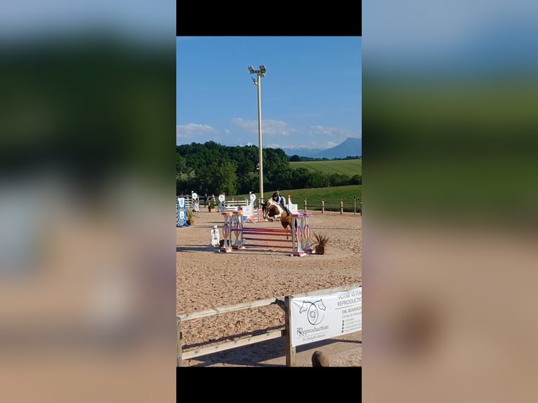 Selle Français Ruin 9 Jaar 166 cm  in Landorthe