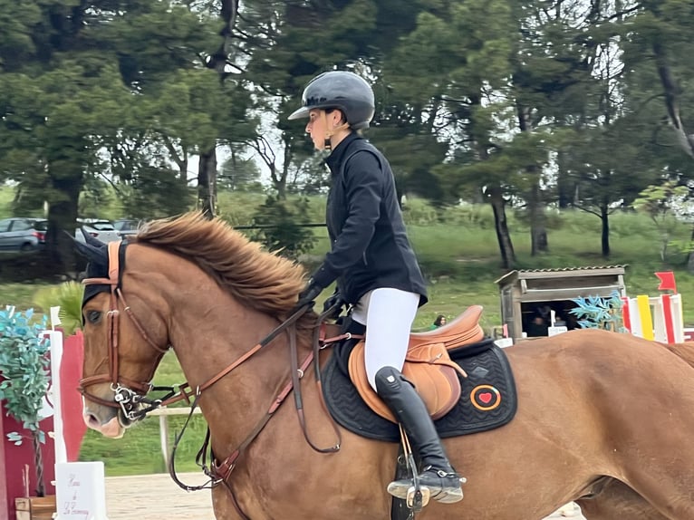 Selle Français Ruin 9 Jaar 167 cm Vos in Combaillaux