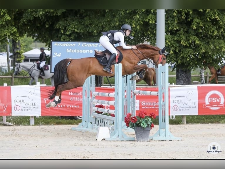 Selle Français Ruin 9 Jaar 170 cm Vos in Besançon Selle Français Ruin 9 Jaar 170 cm Vos in Besançon