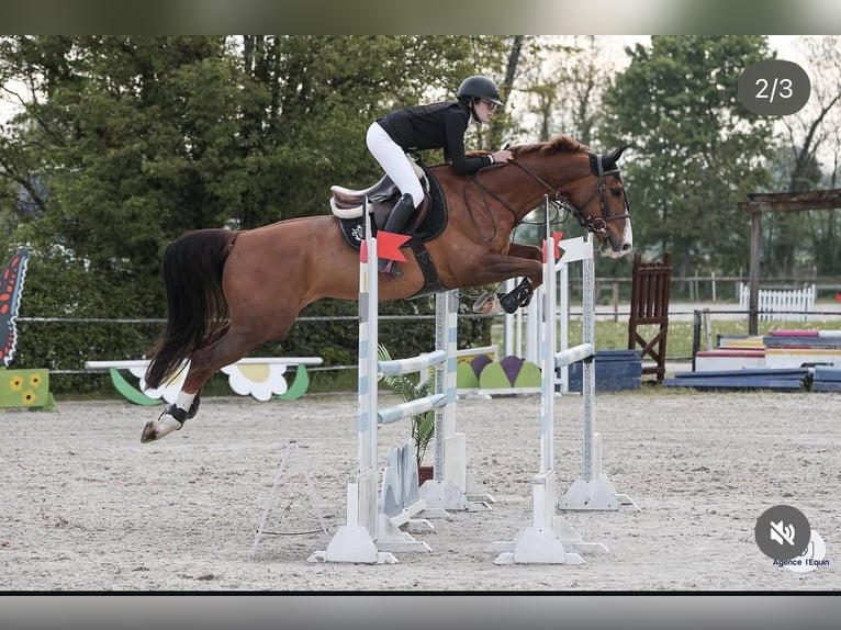 Selle Français Ruin 9 Jaar 170 cm Vos in Besançon Selle Français Ruin 9 Jaar 170 cm Vos in Besançon