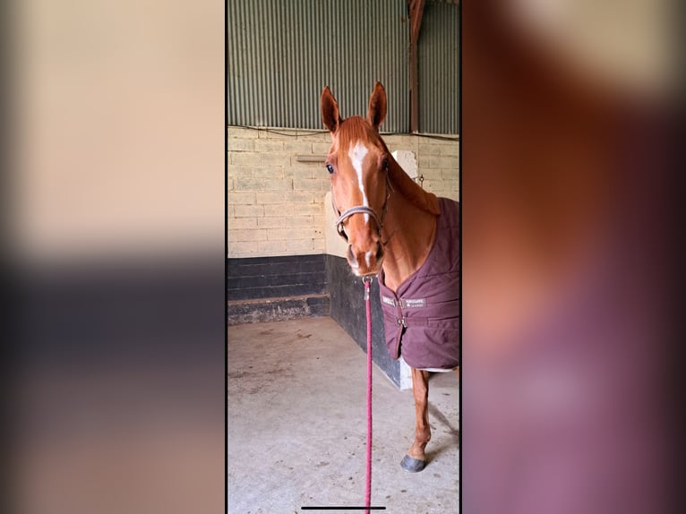 Selle Français Ruin 9 Jaar 170 cm Vos in coulanges