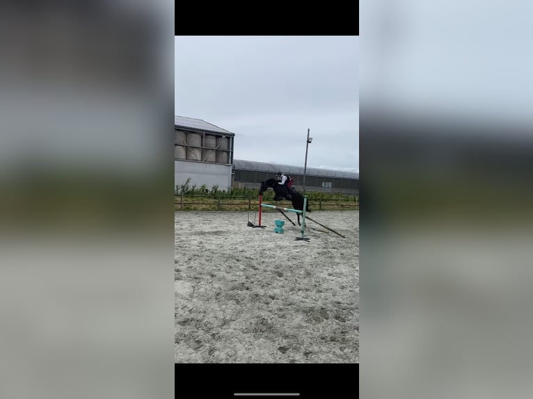 Selle Français Ruin 9 Jaar 170 cm Zwart in Wallon cappel