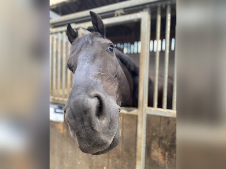 Selle Français Ruin 9 Jaar 170 cm Zwart in Wallon cappel