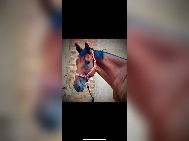 Selle Français Ruin 9 Jaar 175 cm Bruin in Lésigny