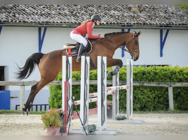 Selle Français Ruin 9 Jaar 178 cm Bruin in Gaillac