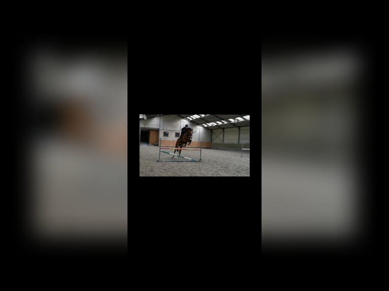 Selle Français Ruin 9 Jaar 180 cm Roodbruin in Obaix