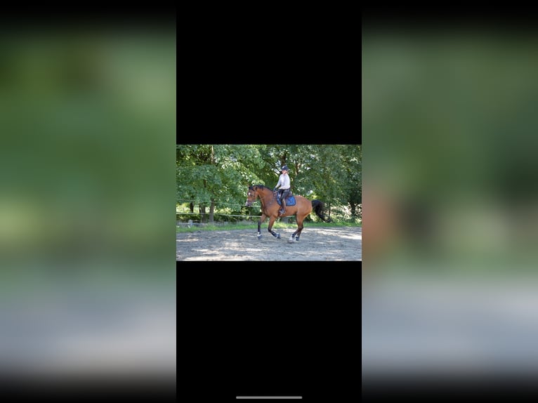 Selle Français Ruin 9 Jaar 180 cm Roodbruin in Obaix
