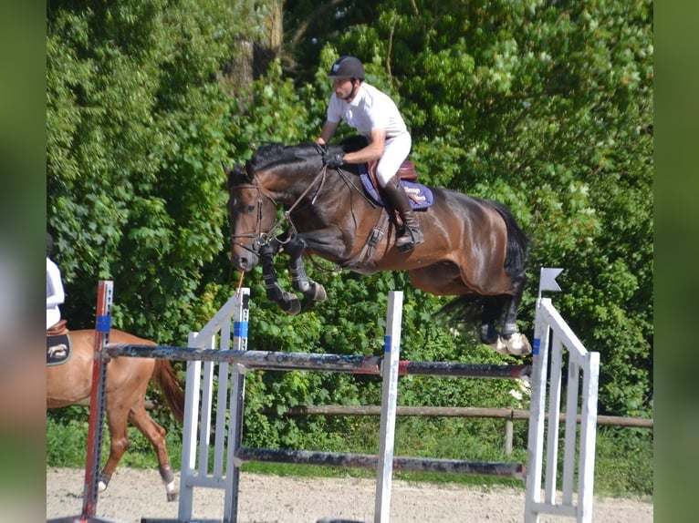 Selle Français Stallion 10 years 16 hh Brown in La Chapelle en Juger, Basse-Normandie