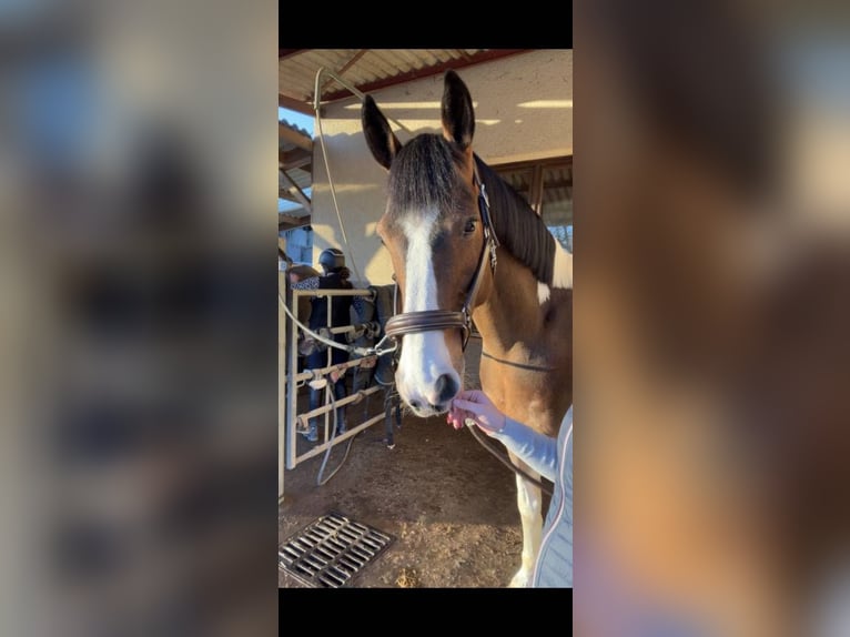 Selle Français Stallion 12 years 15,2 hh in roanne