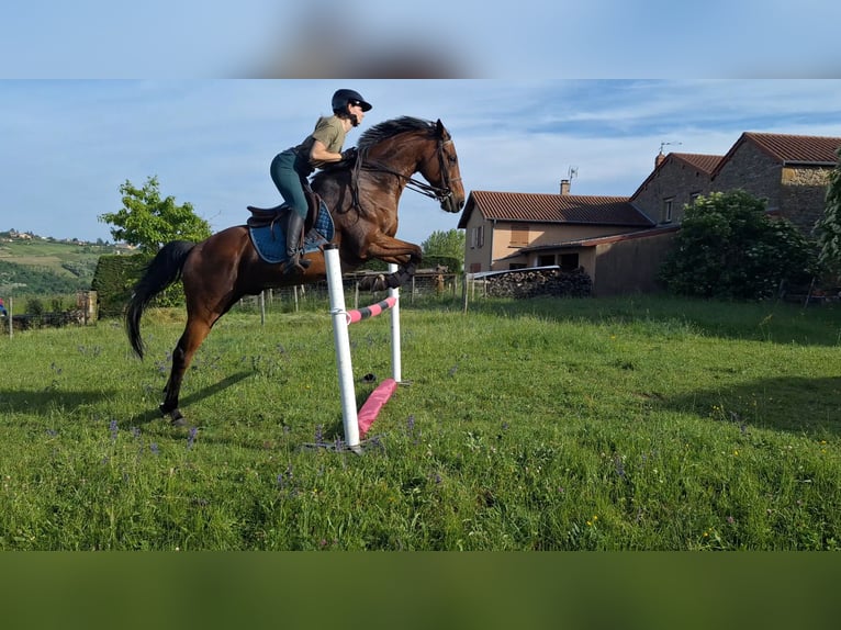 Selle Français Stallion 14 years 15,2 hh Brown in Sainte-Paule