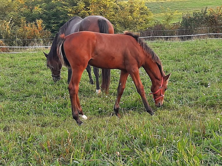 Selle Français Stallion 1 year 12,2 hh Brown in Santeny