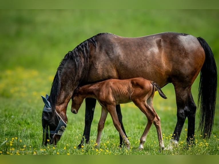 Selle Français Stallion 1 year 12,2 hh Brown in Santeny