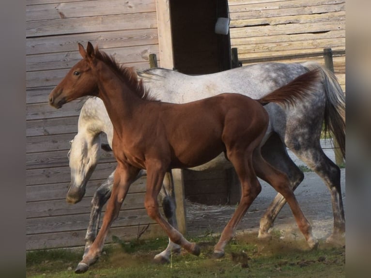 Selle Français Stallion 1 year 12,2 hh Chestnut-Red in Lombron