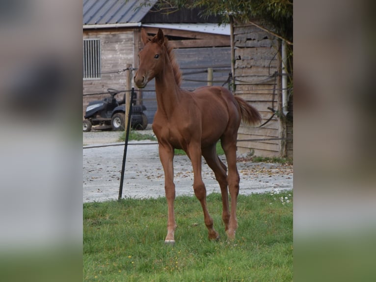 Selle Français Stallion 1 year 12,2 hh Chestnut-Red in Lombron