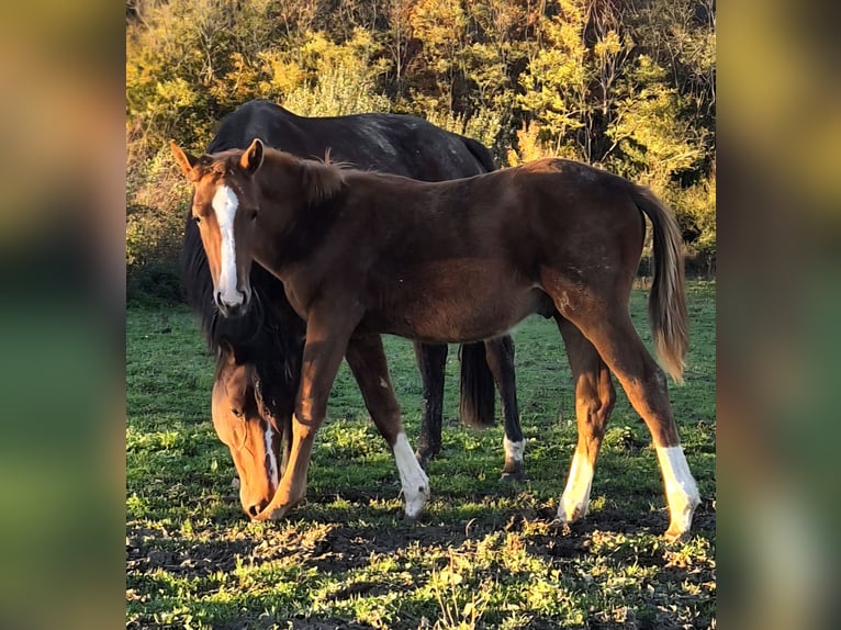 Selle Français Stallion 1 year 13.1 hh Chestnut-Red in Villerserine