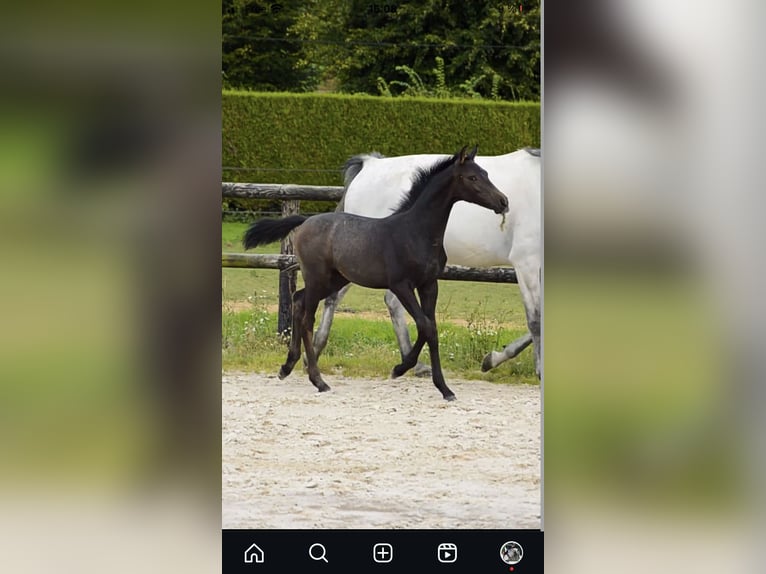 Selle Français Stallion 1 year 13,2 hh Brown in Eijsden