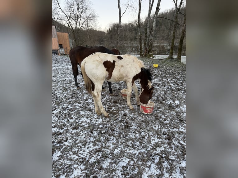 Selle Français Stallion 1 year 13.2 hh Pinto in Beaufort