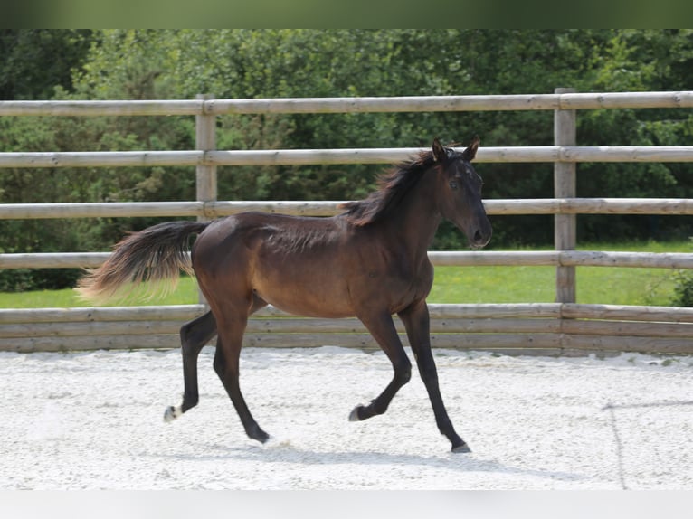 Selle Français Stallion 1 year 13,1 hh Black in Pleurtuit