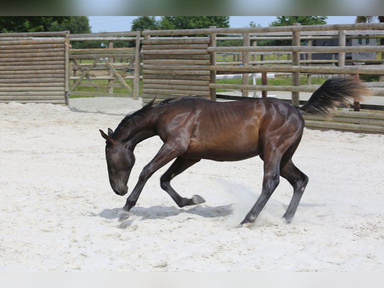 Selle Français Stallion 1 year 13,1 hh Black in Pleurtuit
