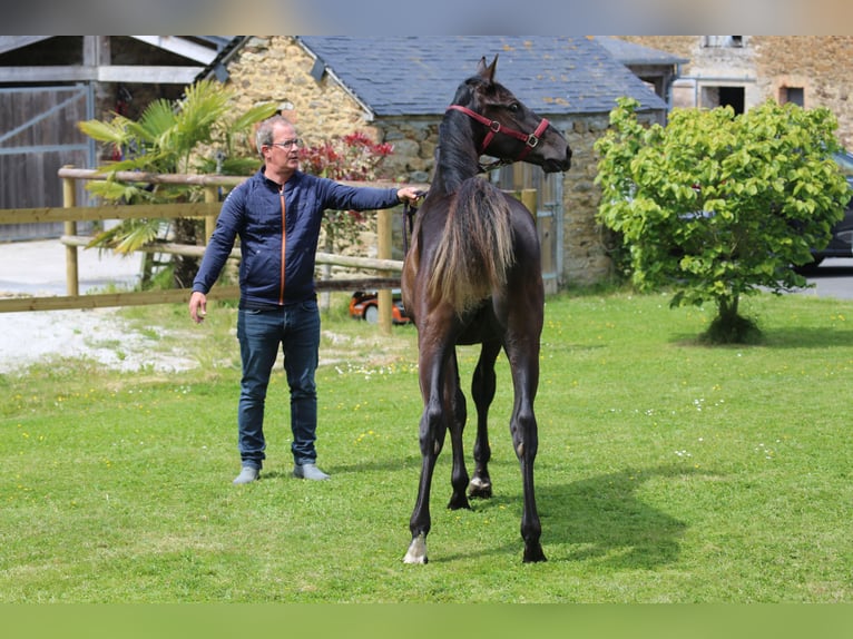 Selle Français Stallion 1 year 13,1 hh Black in Pleurtuit