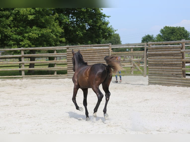 Selle Français Stallion 1 year 13,1 hh Black in Pleurtuit