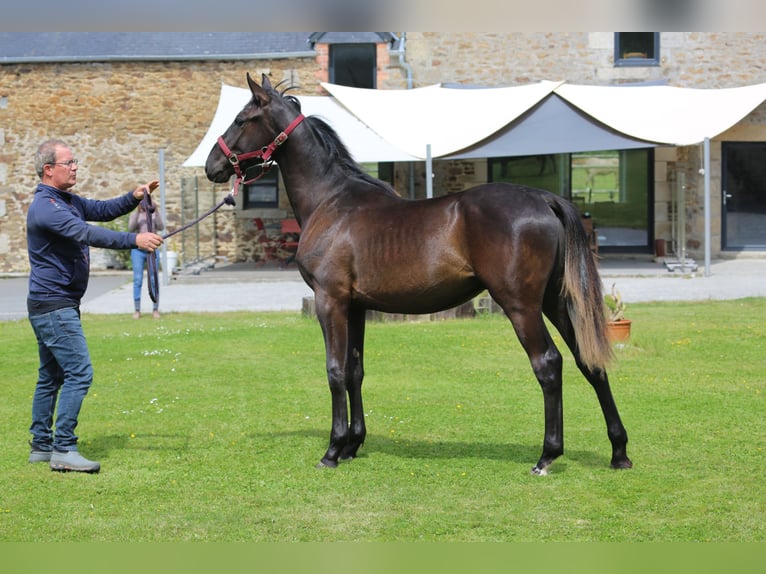 Selle Français Stallion 1 year 13,1 hh Black in Pleurtuit