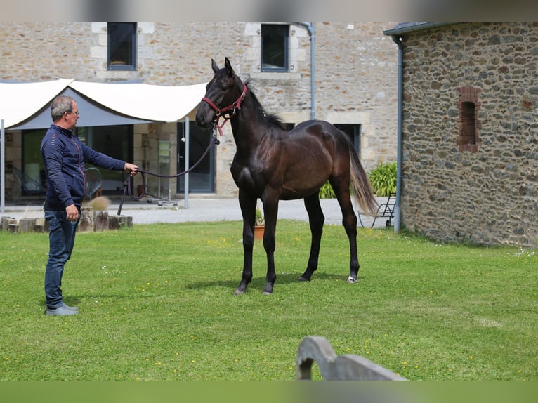 Selle Français Stallion 1 year 13,1 hh Black in Pleurtuit