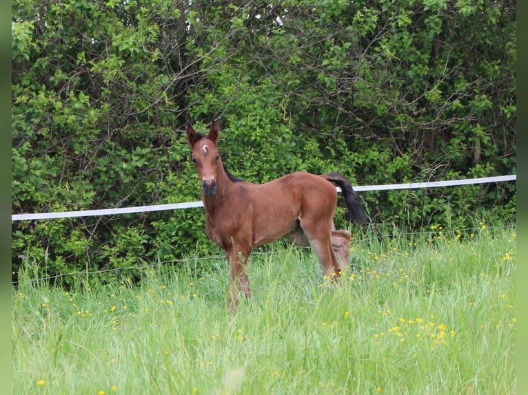 Selle Français Stallion 1 year 14,1 hh Brown in Jetterswiller