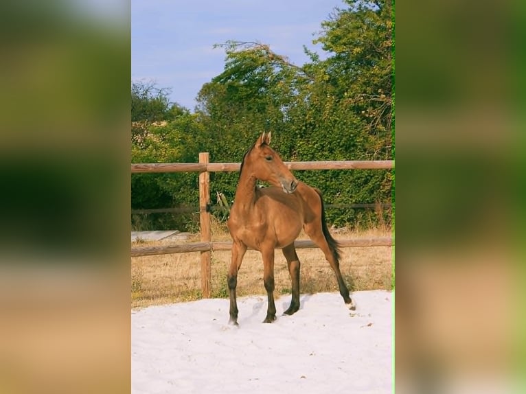 Selle Français Stallion 1 year 14.1 hh Brown-Light in Cezais