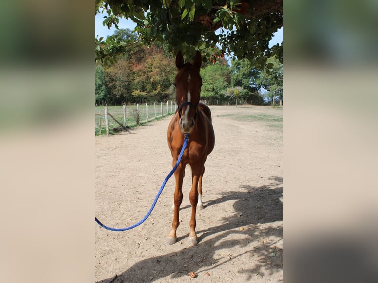 Selle Français Stallion 1 year 14.2 hh Chestnut-Red in La Fontenelle