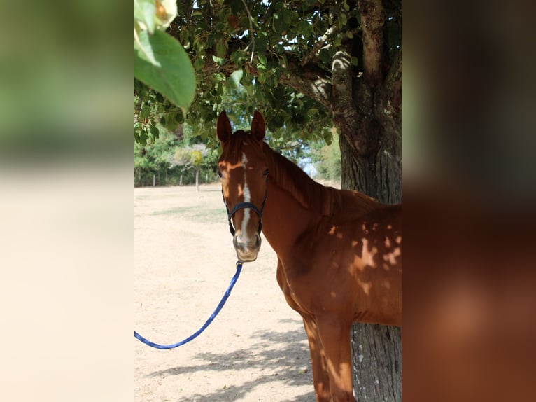 Selle Français Stallion 1 year 14.2 hh Chestnut-Red in La Fontenelle