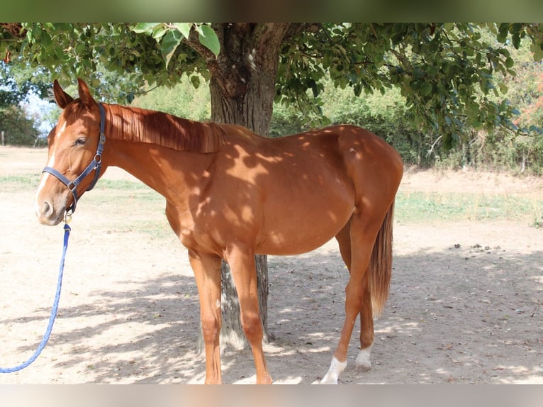 Selle Français Stallion 1 year 14.2 hh Chestnut-Red in La Fontenelle
