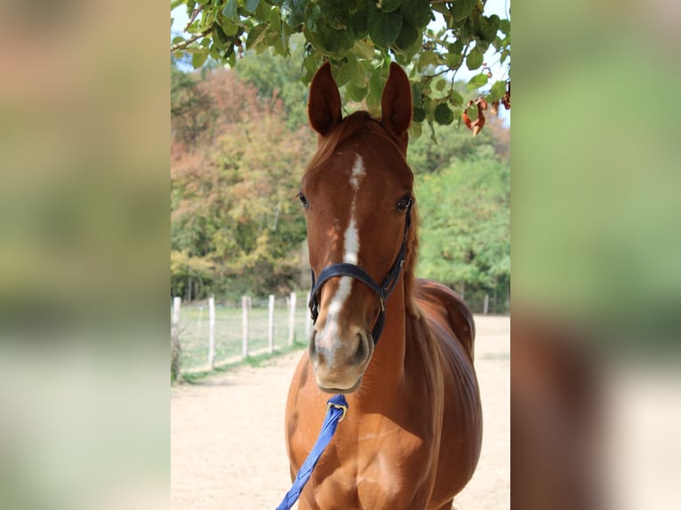 Selle Français Stallion 1 year 14.2 hh Chestnut-Red in La Fontenelle